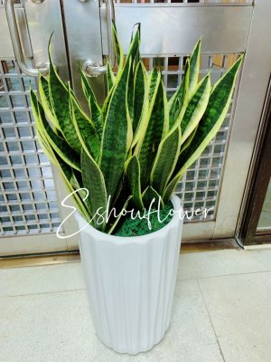 編號:EH0101