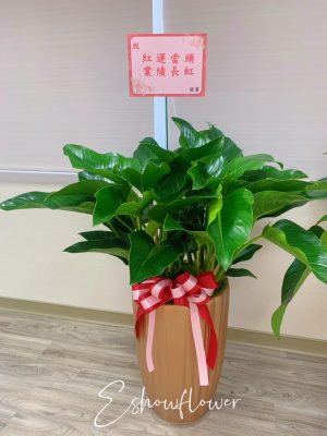 編號:EH0105
